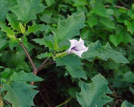 Plantar y cuidar la droga decorativa, las mejores variedades y reglas de cultivo.