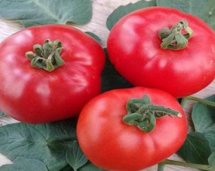 Penerangan mengenai varieti tomato Parodist, ciri penanaman