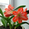 Choosing a variety of indoor lilies, how to grow and care at home