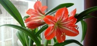 Choosing a variety of indoor lilies, how to grow and care at home