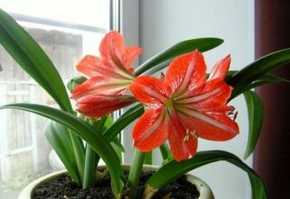 Choosing a variety of indoor lilies, how to grow and care at home