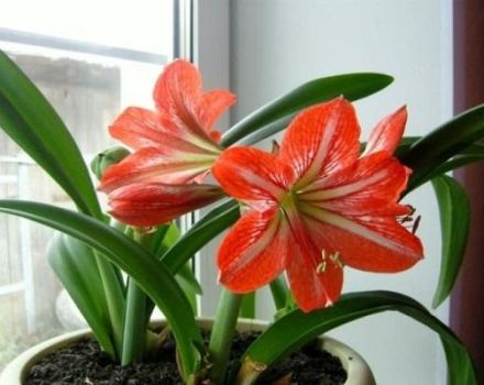 Choosing a variety of indoor lilies, how to grow and care at home