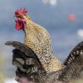 De combien de poulets avez-vous besoin par coq pour la fécondation