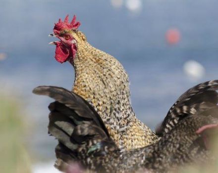 Kiek viščiukų reikia vienam gaidžiui apvaisinti