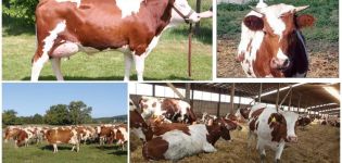 Description et caractéristiques des vaches rouges et blanches, leur contenu