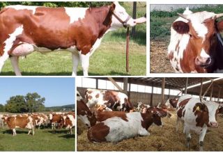 Description et caractéristiques des vaches rouges et blanches, leur contenu