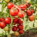 Caractéristiques et description de la variété de tomate Lyubasha et son rendement