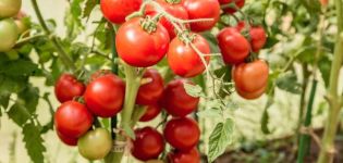 Caractéristiques et description de la variété de tomate Lyubasha et son rendement