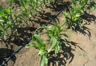 ¿Cómo elegir una variedad y cultivar maíz en una cabaña de verano en campo abierto?