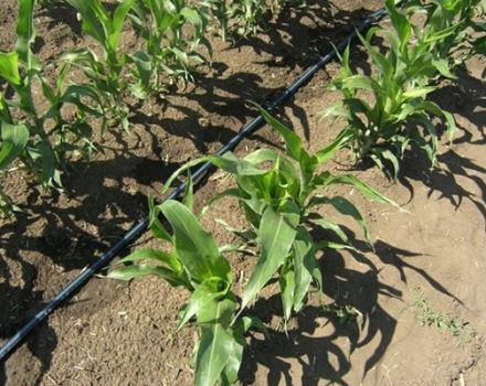 ¿Cómo elegir una variedad y cultivar maíz en una cabaña de verano en campo abierto?