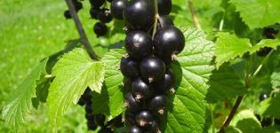 Descripción y características de la variedad de grosella perla negra, plantación y cuidado.