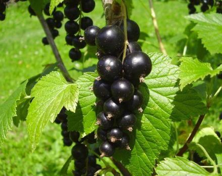 Description et caractéristiques de la variété de cassis Perle noire, plantation et entretien