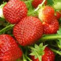 Penerangan dan ciri-ciri varieti strawberi Sudarushka, skema penanaman dan penjagaan