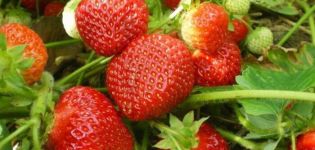 Description and characteristics of strawberry varieties Sudarushka, planting scheme and care