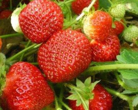 Description and characteristics of strawberry varieties Sudarushka, planting scheme and care