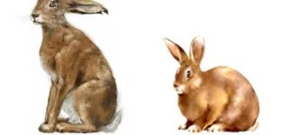 Comment un lièvre diffère d'un lapin, une comparaison des espèces et est-il possible de croiser