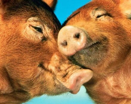 Comment savoir si un cochon est parti en folie, combien de jours et à quel âge