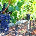 How to properly tie grapes to a trellis in spring, methods and step-by-step instructions for beginners