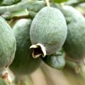 Cultivo y cuidado de feijoa en campo abierto y en casa, propiedades útiles.