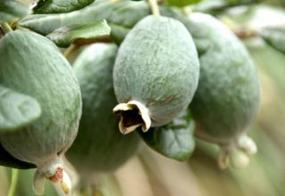 Lumalagong at nagmamalasakit sa feijoa sa bukas na patlang at sa bahay, kapaki-pakinabang na mga katangian