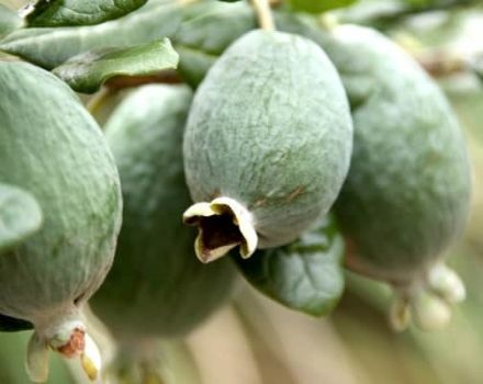 Cultivo y cuidado de feijoa en campo abierto y en casa, propiedades útiles.