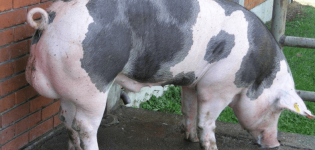 Description and characteristics of the Pietrain pig breed, maintenance and breeding