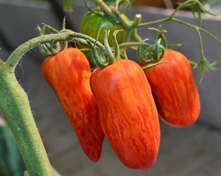 Caractéristiques et description de la variété Tomate Sparks of Flame