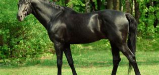 Description of the breed of thoroughbred riding horses and features of keeping horses