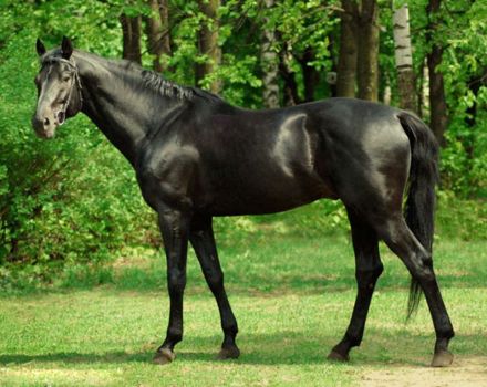 Description de la race de chevaux d'équitation de race pure et caractéristiques de l'entretien des chevaux