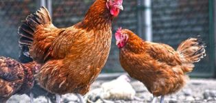 Description of the breed of chickens Kuchinsky Jubilee, breeding and egg production