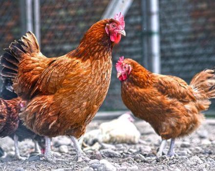 Description of the breed of chickens Kuchinsky Jubilee, breeding and egg production