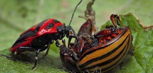 Natural enemies of the Colorado potato beetle in nature: who eats it?