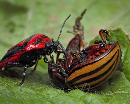 Enemigos naturales del escarabajo de la patata de Colorado en la naturaleza: ¿quién se lo come?