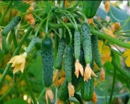 Características de la variedad de pepino guirnalda siberiana, características de cuidado.