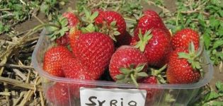 Descripción y características de la variedad, cultivo y cuidado de la fresa Siria.