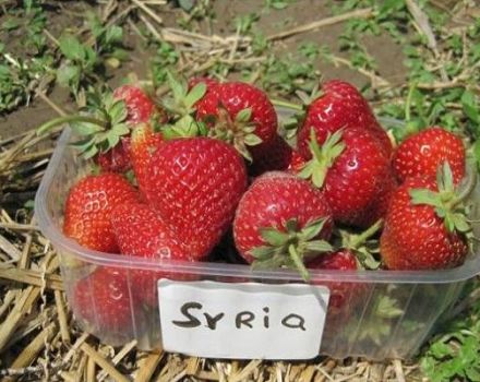 Penerangan dan ciri-ciri pelbagai strawberi Syria, penanaman dan penjagaan