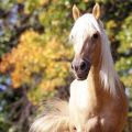 Combien de chevaux peuvent vivre à la maison en moyenne, tableau des indicateurs