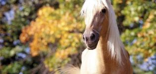 Combien de chevaux peuvent vivre à la maison en moyenne, tableau des indicateurs