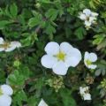 คุณสมบัติและคำอธิบายของ Potentilla ไม้พุ่ม Abbotswood การปลูกและการดูแลรักษา