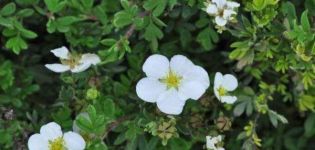 Potentilla Abbotswood krūmo savybės ir aprašymas, sodinimas ir priežiūra