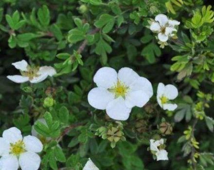 Značajke i opis Abbotswood grmlja Potentilla, sadnja i njega