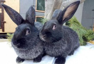 Description et caractéristiques des lapins de la race Poltava Silver, prenez soin d'eux