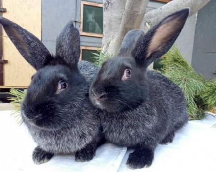 Description et caractéristiques des lapins de la race Poltava Silver, prenez soin d'eux