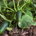 Description and characteristics of short-fruited varieties of cucumbers, their formation and cultivation