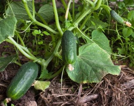 Descripción y características de las variedades de pepinos de frutos cortos, su formación y cultivo.