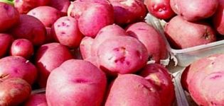 Description of the potato variety Red Scarlet, its characteristics and yield