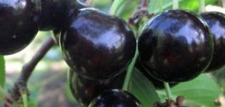 Description of the Chernokorka cherry variety, breeding history and frost resistance