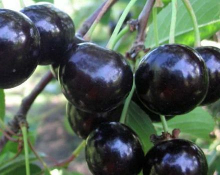 Description of the Chernokorka cherry variety, breeding history and frost resistance