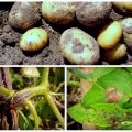 Causes of potato diseases, their description and treatment, control measures