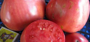 Characteristics and description of the tomato variety Sevruga or Pudovik, its yield